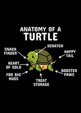 Anatomy Of A Turtle