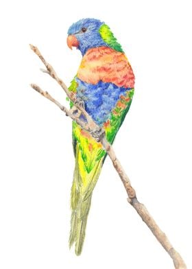 Rainbow Lorikeet Parrot