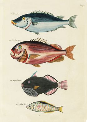 Fishes found in Moluccas