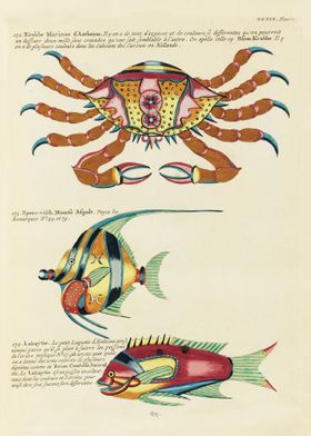 Fishes and Crab in Pacific