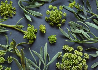 Crithmum maritimum