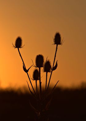 Thistles at sunset