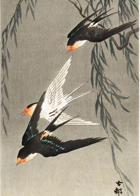 Three red tailed swallows 