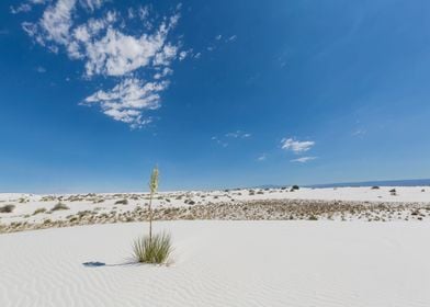 White Sands Impression