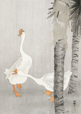 Tame geese in rain 1900 