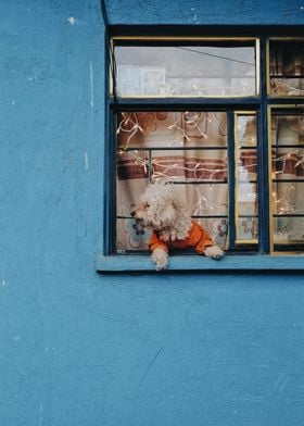 dog and window