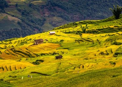 Nice Ripen rice terraces