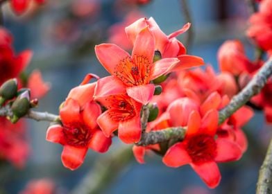 Bombax ceiba flowers