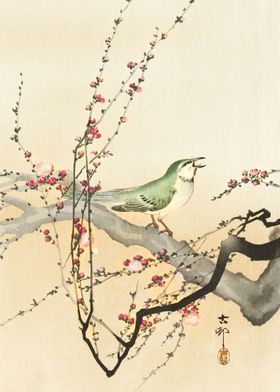 Songbird and plum blossom 