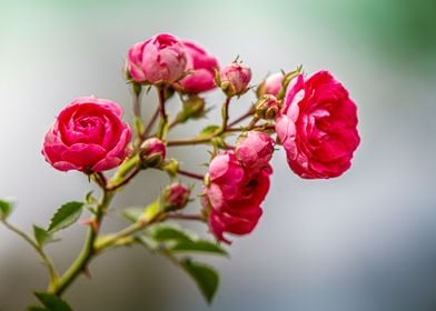 Natural mountainous roses 