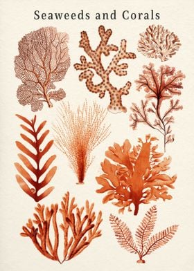 Seaweed And Corals