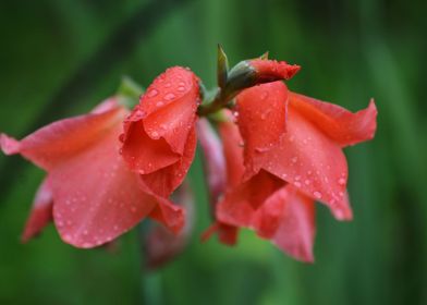 Gladiolus pink and rain