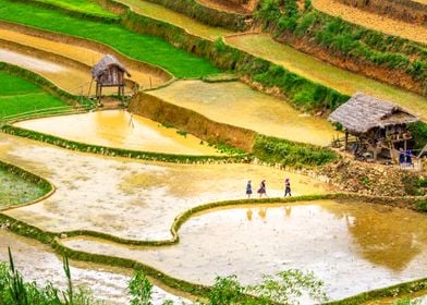 Walking through rice field