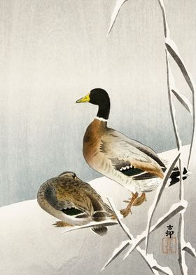 Two ducks on snowy reed