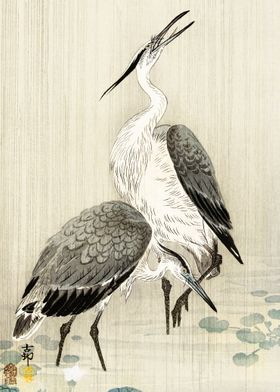 Two herons in the rain