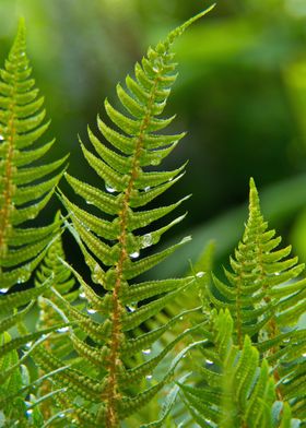 fern green leaf