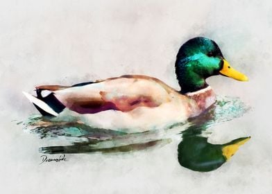 Watercolor mallard duck