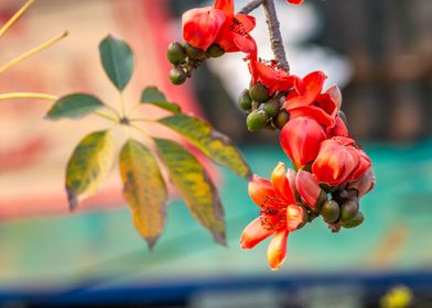 Bombax ceiba over street