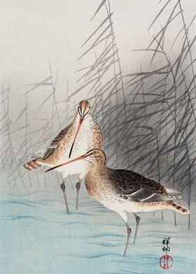 Two bartailed godwits