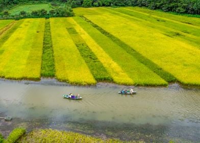 Touring a long rice fields