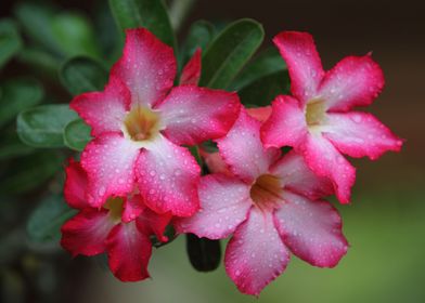 Beautiful Porcelain flower