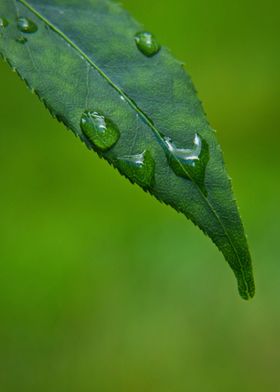 rain drops 