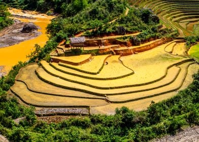 Working on the terraces