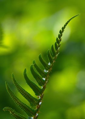 green fern 