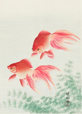 Two veil goldfish 1926