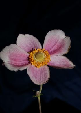 Anemone flower blossoming