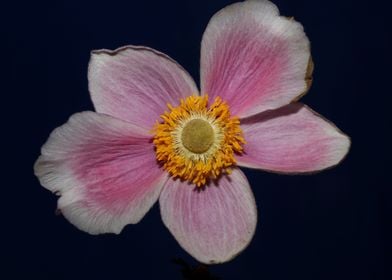 Anemone flower blossoming