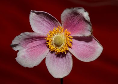 Anemone flowering close up