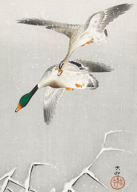 Two wild ducks in flight 