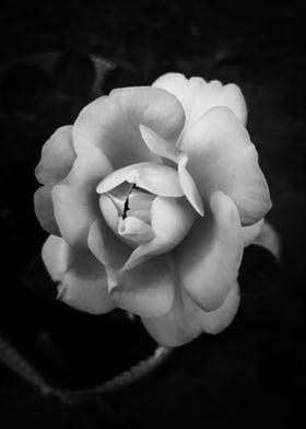 Monochromatic vintage rose