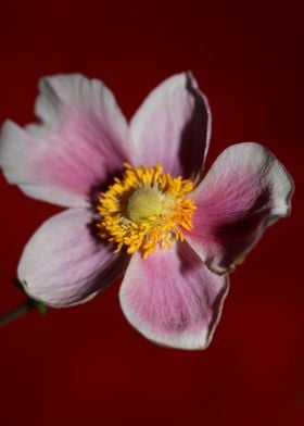 Anemone flower blossoming