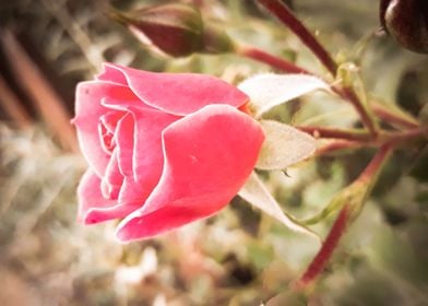 Coral rose bud