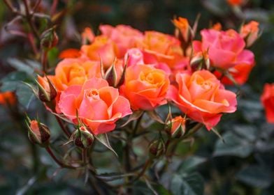 Natural Miniature roses