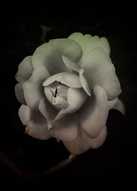 Vintage monochrome rose