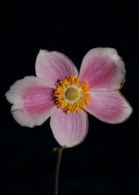 Anemone flower blossoming