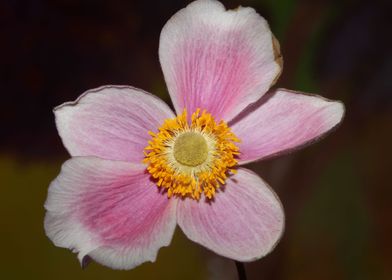 Anemone flowering close up