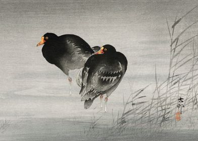 Two moorhens 1900  1930