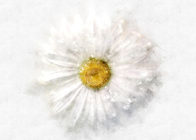 chamomile watercolor