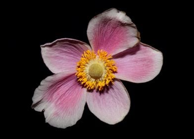 Pink flower blossom macro