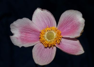 Anemone flowering close up