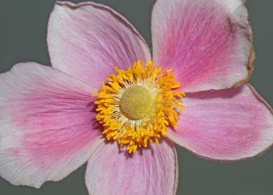 Pink flower blossom macro