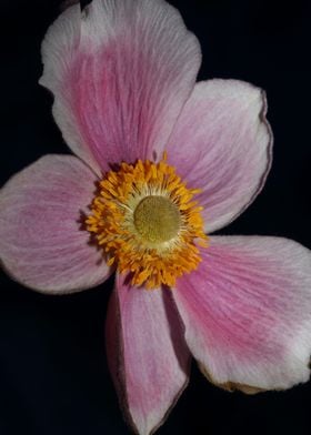 Anemone flowering close up