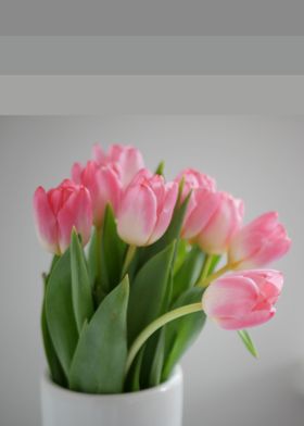 tulip spring flower