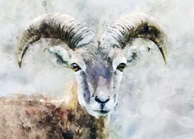 Big Horn Sheep Watercolor