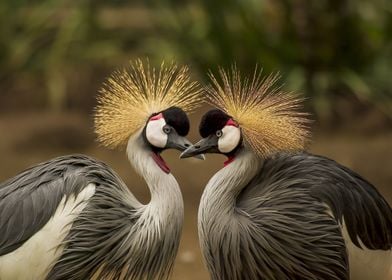 Gold Crowned Crane Lovers 