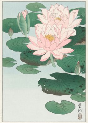 Water Lily 1920